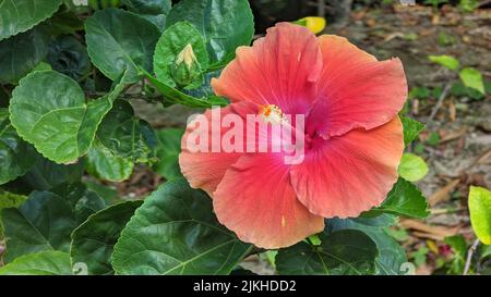 Primo piano di un fiore rosso di ibisco cinese (Hibiscus rosa-sinensis) in un giardino Foto Stock