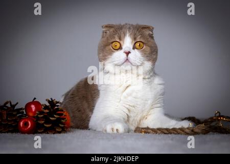 Un divertente gatto scozzese di razza Fold posa in parete sfondo grigio Foto Stock