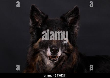 Un primo piano di un cane pastore bohémien su sfondo scuro Foto Stock