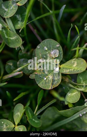 Un primo piano verticale di foglie verdi con gocce di rugiada Foto Stock