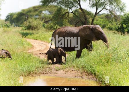 Un elefante africano dopo la madre in Serengeti safari in Tanzania Foto Stock