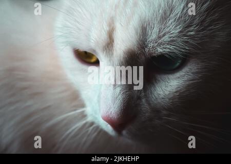 Un primo piano di un gatto bianco con occhi di colore diverso Foto Stock