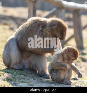 Una bella scimmia con il suo cucciolo in un giardino in una giornata di sole Foto Stock