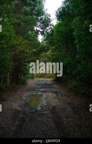 Strada sterrata con fango e pozzanghere d'acqua dopo giorni di pioggia nella foresta Foto Stock