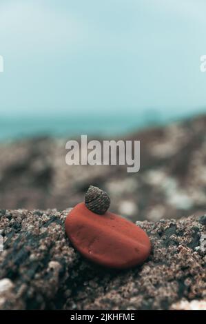 Una macro ripresa verticale di una piccola lumaca su pietra di mare rossa sulla riva del mare su sfondo sfocato Foto Stock