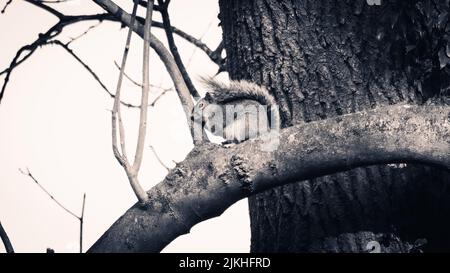 Uno scatto in scala di grigi di uno scoiattolo seduto su un tronco di albero spesso Foto Stock