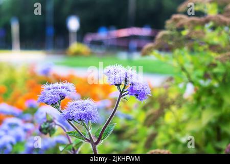 Primo piano di fiore viola selvatico, foto macro Foto Stock