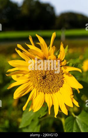 Un colpo verticale di un girasole vivace (Helianthus annuus) Foto Stock