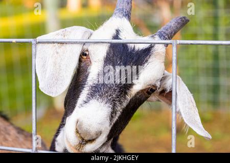 Un ritratto di primo piano di una capra nigeriana in piedi in un terreno agricolo, guardando attraverso una recinzione Foto Stock