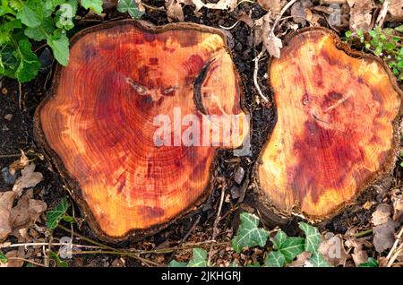 Due ceppi di alberi recentemente caduti Foto Stock