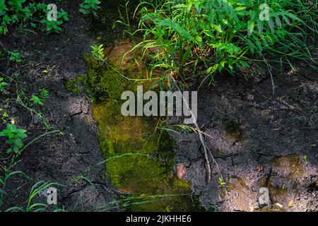 Quasi prosciugato il fiume in estate, quasi tutte le acque a causa della siccità estrema e del cambiamento climatico in Germania Foto Stock