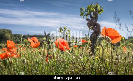 Vigneto e papaveri a Vinassan in primavera. Foto Stock