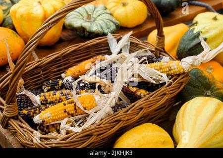 Un primo piano di pannocchie di mais e zucche multicolore in un mercato all'aperto Foto Stock