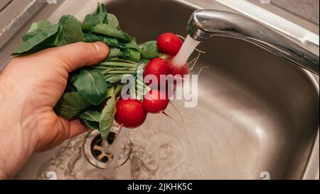 uomo che lava e pulisce il ravanello appena raccolto. . – senior che lavorano in orto. Foto Stock