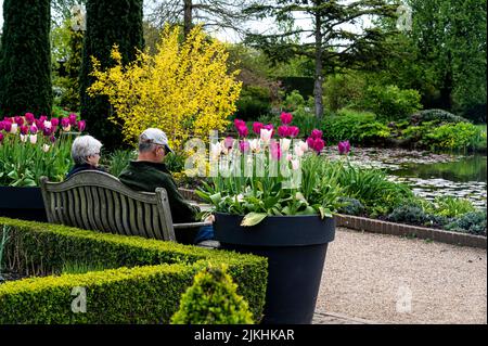 Senior seduto con vista sul laghetto superiore a RHS Hyde Hall, in primavera con grandi pentole di tulipani. Foto Stock