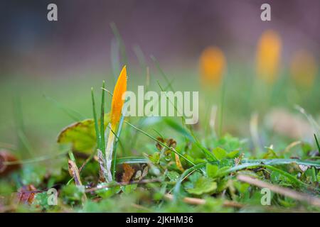 Primo colpo di fiori gialli primaverili in natura Foto Stock