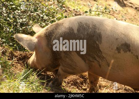 Un simpatico maiale mangiare cibo in una fattoria in uno sfondo sfocato in condizioni di sole Foto Stock
