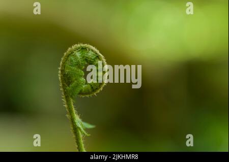 Sparare di una giovane pianta di felci, primavera nel Parco Nazionale di Hainich, Germania, Turingia Foto Stock