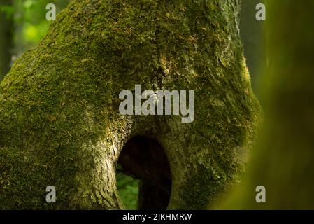 Caverna dell'albero, tronco dell'albero coperto di muschio, Parco Nazionale di Hainich, Patrimonio Naturale dell'Umanità dell'UNESCO antiche foreste di faggio, Germania, Turingia Foto Stock