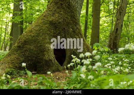 Caverna dell'albero, tronco dell'albero coperto di muschio, Parco Nazionale di Hainich, Patrimonio Naturale dell'Umanità dell'UNESCO antiche foreste di faggio, Germania, Turingia Foto Stock