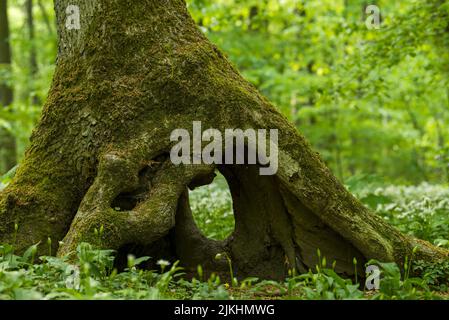 Caverna dell'albero, tronco dell'albero coperto di muschio, Parco Nazionale di Hainich, Patrimonio Naturale dell'Umanità dell'UNESCO antiche foreste di faggio, Germania, Turingia Foto Stock