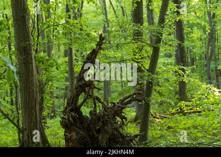 Verde primavera foresta di faggio, radice di alberi caduti, Parco Nazionale di Hainich, patrimonio mondiale dell'UNESCO antiche foreste di faggio, Germania, Turingia Foto Stock