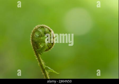 Sparare di una giovane pianta di felci, primavera nel Parco Nazionale di Hainich, Germania, Turingia Foto Stock