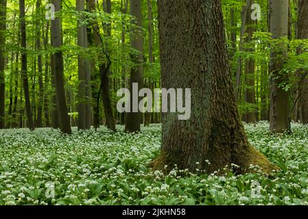 Un tappeto di fiori di aglio selvatico copre il pavimento della foresta in primavera nel Parco Nazionale di Hainich, patrimonio mondiale dell'UNESCO antiche foreste di faggio, Germania, Turingia Foto Stock