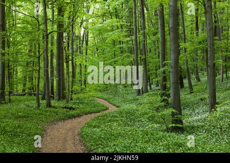 Percorso attraverso la foresta di faggi verde primavera, incipiente fioritura di aglio selvatico, Parco Nazionale di Hainich, patrimonio mondiale dell'UNESCO antiche foreste di faggi, Germania, Turingia Foto Stock