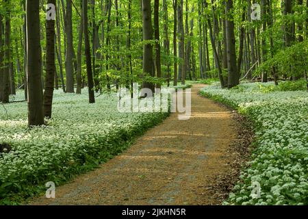 Percorso attraverso la foresta di faggio verde primavera, un tappeto di fiori di aglio selvaggio copre il pavimento della foresta, Hainich Parco Nazionale, patrimonio mondiale dell'UNESCO antiche foreste di faggio, Germania, Turingia Foto Stock