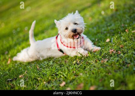 Un primo piano di un grazioso e soffice Terrier bianco che si adagia a terra su una lussureggiante erba verde Foto Stock