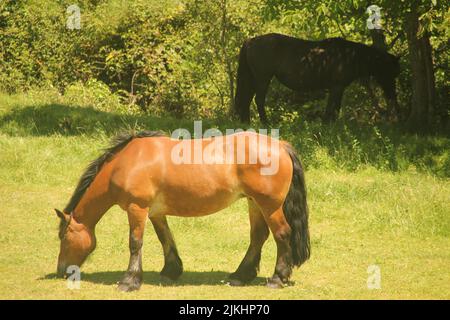 Un primo piano di due bellissimi cavalli che pascolano sul campo Foto Stock