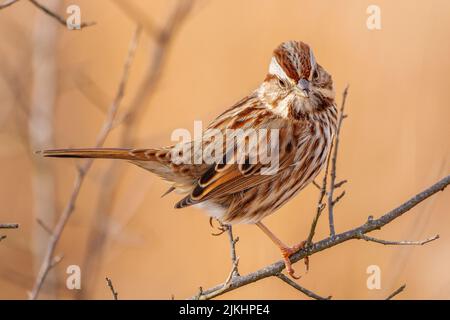 Un tiro selettivo di fuoco di una bella Song Sparrow in piedi su un albero sottile ramoscello Foto Stock