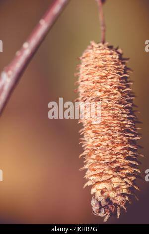 Un primo piano verticale di un cono di betulla Foto Stock