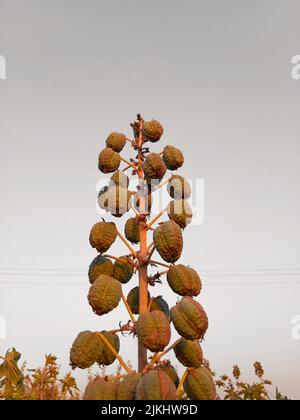 Uno scatto verticale di agave americana con sfondo cielo Foto Stock