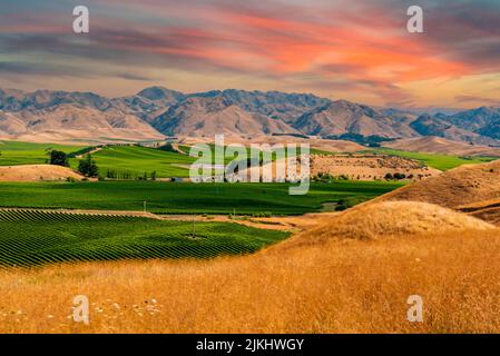 Famosi vigneti di Marlborough Sounds, Isola del Sud della Nuova Zelanda Foto Stock