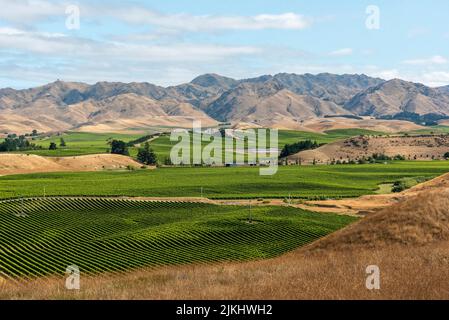 Famosi vigneti di Marlborough Sounds, Isola del Sud della Nuova Zelanda Foto Stock