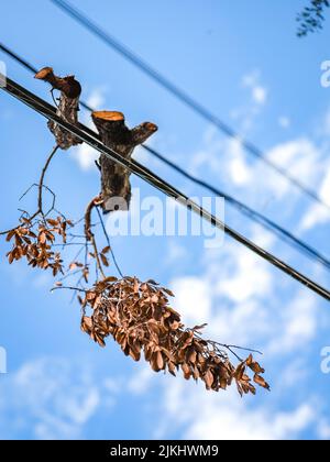 Primo piano ripresa verticale di tronchi di legno bloccati su corde elettriche e cielo blu Foto Stock