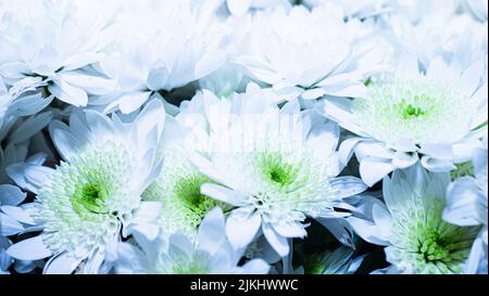 sfondo con bouquet di margherite, primo piano di grandi margherite bianche Foto Stock