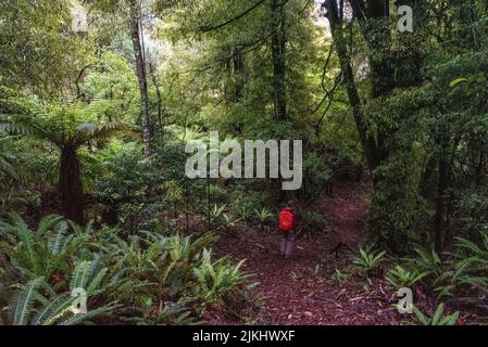 Escursioni la pista di Ngamoko a Waikaremoana, Isola del Nord della Nuova Zelanda Foto Stock