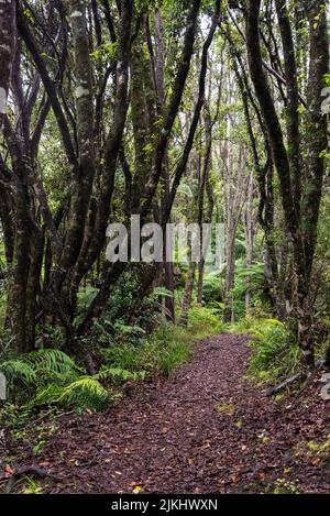 Escursioni la pista di Ngamoko a Waikaremoana, Isola del Nord della Nuova Zelanda Foto Stock