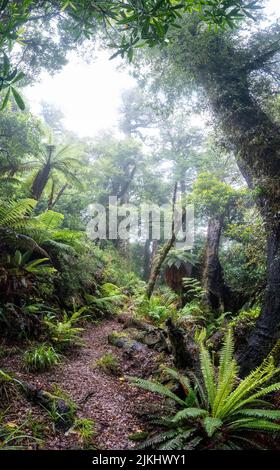 Escursioni la pista di Ngamoko a Waikaremoana, Isola del Nord della Nuova Zelanda Foto Stock