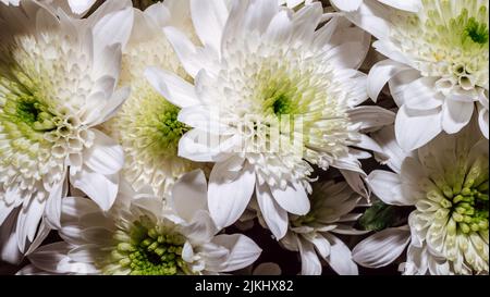 sfondo con bouquet di margherite, primo piano di grandi margherite bianche Foto Stock