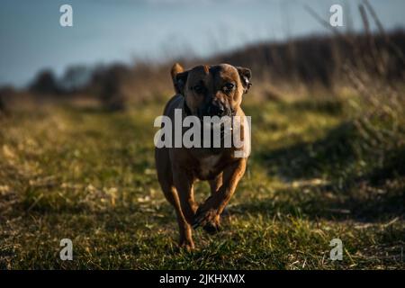 Un toro marrone dello Staffordshire Terrier che corre all'aperto sul campo Foto Stock