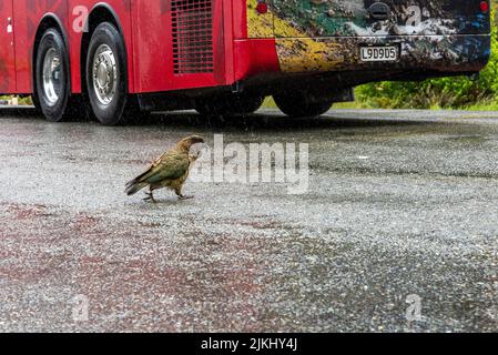 Nosy Kea pappagallo a piedi sulla Milford Sound Highway, Isola del Sud della Nuova Zelanda Foto Stock