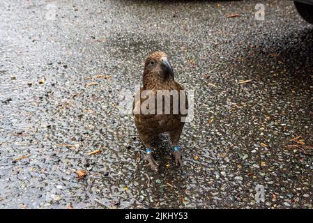 Nosy Kea pappagallo a piedi sulla Milford Sound Highway, Isola del Sud della Nuova Zelanda Foto Stock