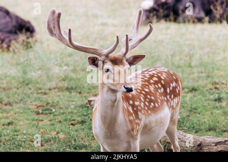 Bellissimo cervo punteggiato con Antlers di velluto al Parco Nazionale del Lago Tobias Foto Stock