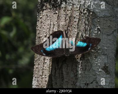 Una prepona a un punto con un'ala danneggiata su un tronco di albero nella foresta Foto Stock