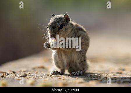 Un primo piano di un chipmunk che mangia una noce Foto Stock