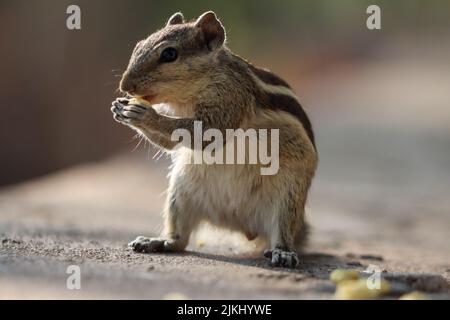 Un primo piano di un chipmunk che mangia una noce Foto Stock